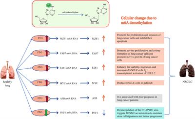 The role of m6A demethylases in lung cancer: diagnostic and therapeutic implications